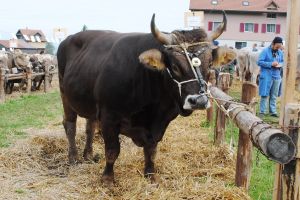 ob stier schindellegi